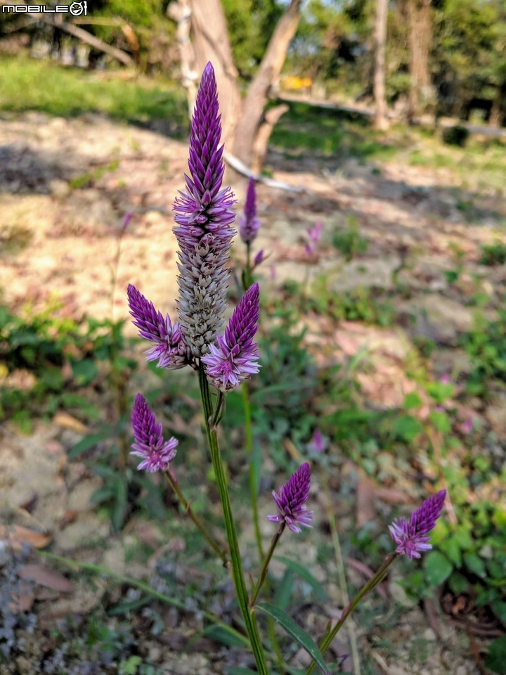 落羽松+血桐+輪傘莎草 台南市東區巴克禮公園 01/06