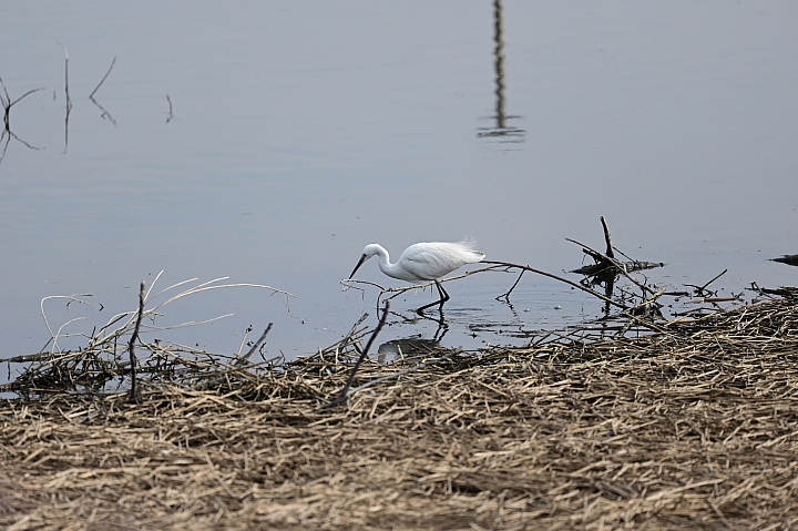 從未如此輕巧的鳥攝組合 （Z6 + 300mm F4 PF VR)