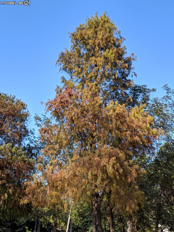 落羽松+血桐+輪傘莎草 台南市東區巴克禮公園 01/06