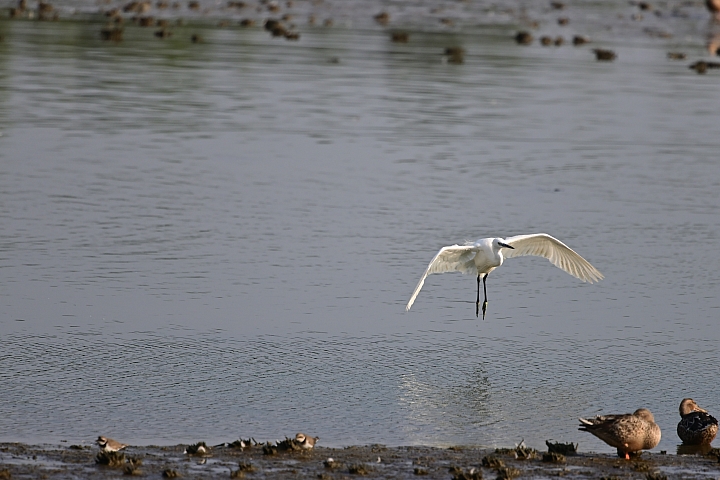 從未如此輕巧的鳥攝組合 （Z6 + 300mm F4 PF VR)