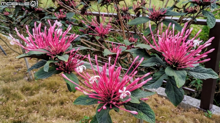 炮仗花+煙火花 台南市後壁區7-11 01/19