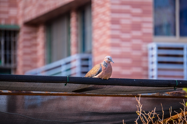 剛踏入單眼的新手 Sony NEX-3N + E 55-210mm