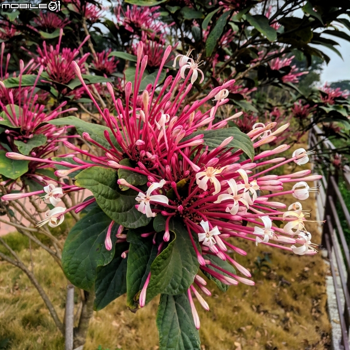 炮仗花+煙火花 台南市後壁區7-11 01/19