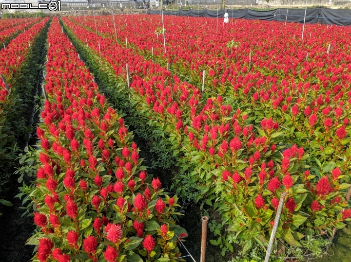 羽狀雞冠花 嘉義市西區玉山路 01/05