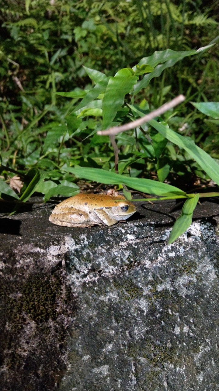 想知道這隻青蛙...特別嗎？