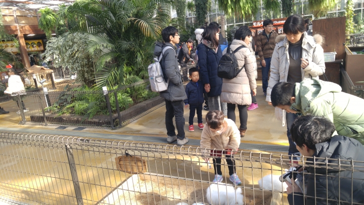 [2018.12.30-2019.01.01]兵庫県神戸市跨年散走之旅(嗯哼，大推神戶牛的鐵板燒太好吃啦！！！)