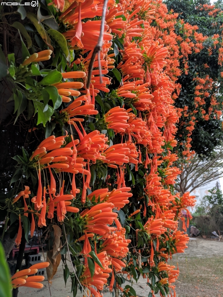 炮仗花+煙火花 台南市後壁區7-11 01/19