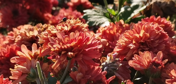 (更新) Mate 20 Pro 美照圖集 (Leica 3 鏡完全應用解析)