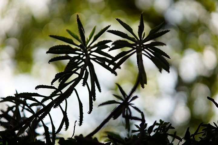 Samyang 85mm f/1.8 ED UMC CS 手動鏡評測｜輕巧與解像力兼備 同時支援 APS-C 與 M4/3 接環！