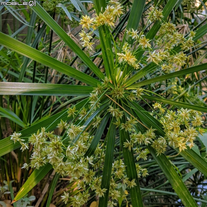 落羽松+血桐+輪傘莎草 台南市東區巴克禮公園 01/06
