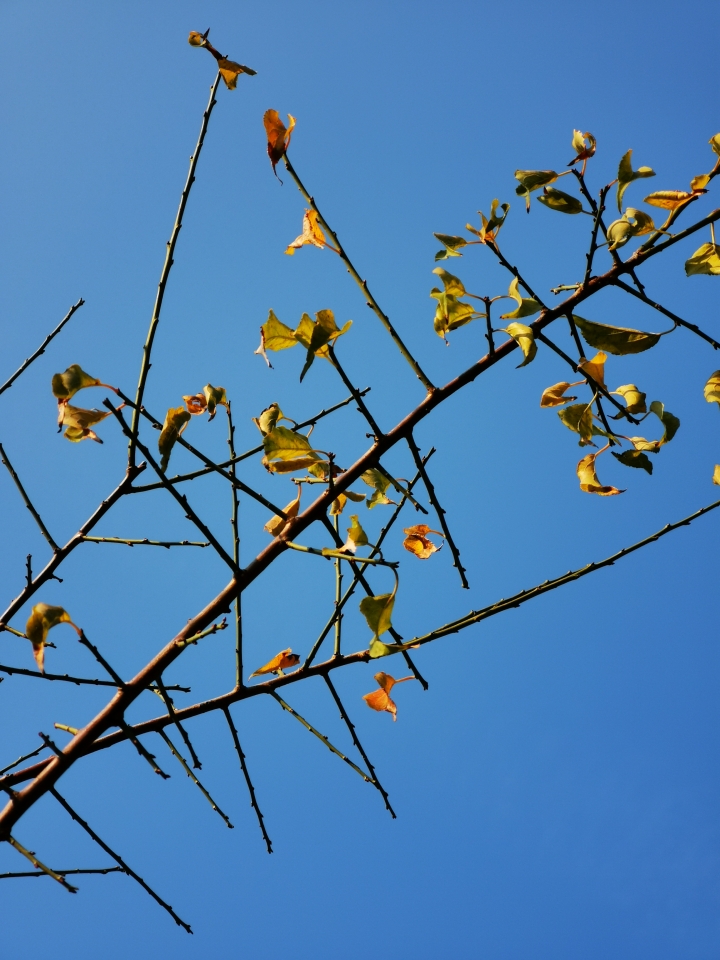 (更新) Mate 20 Pro 美照圖集 (Leica 3 鏡完全應用解析)