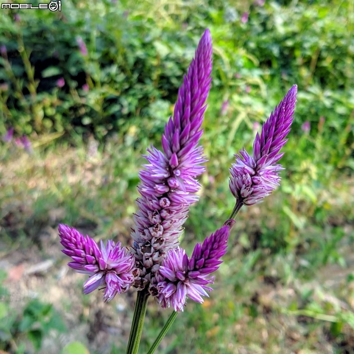 落羽松+血桐+輪傘莎草 台南市東區巴克禮公園 01/06