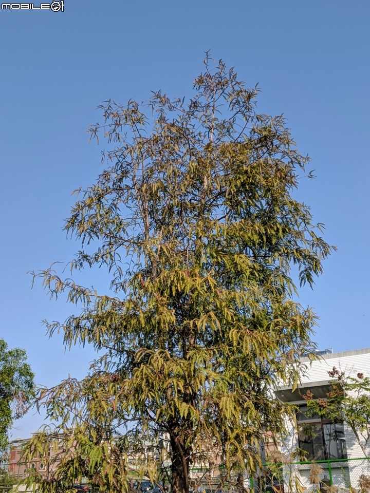 落羽松+血桐+輪傘莎草 台南市東區巴克禮公園 01/06