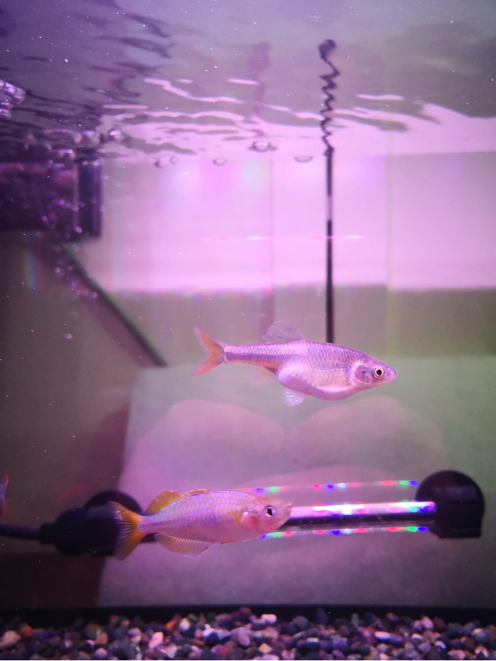 不知名的魚請各位來幫忙鑑定