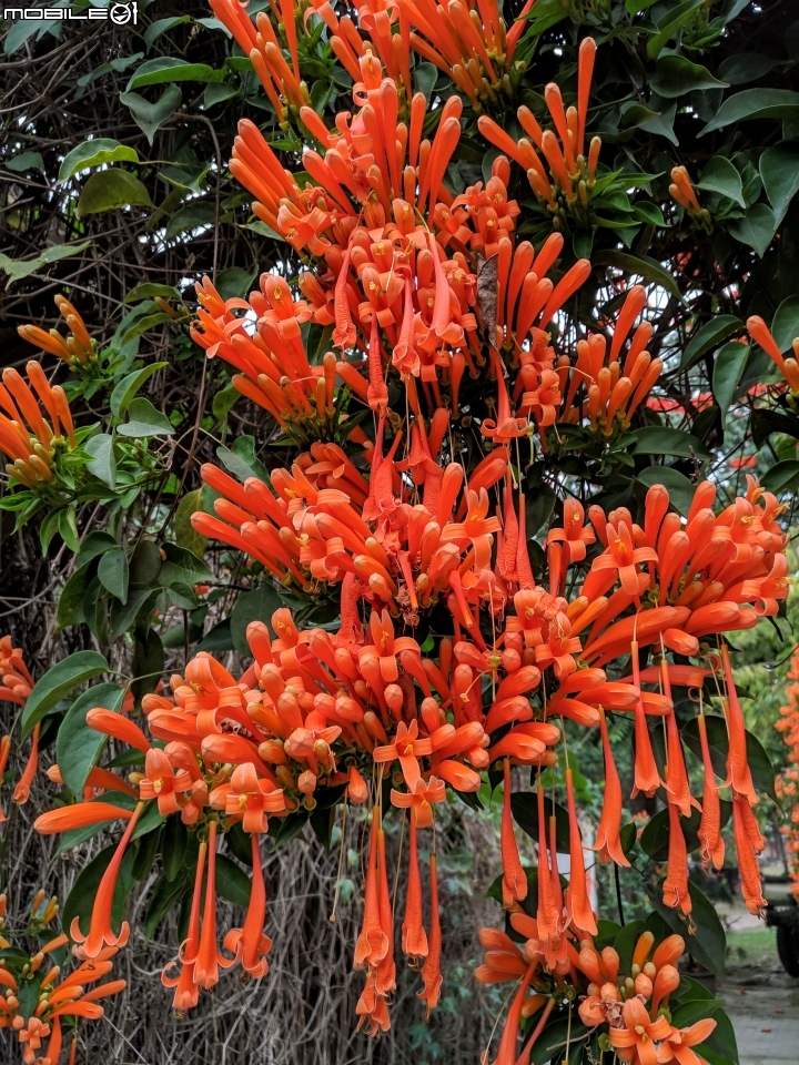 炮仗花+煙火花 台南市後壁區7-11 01/19