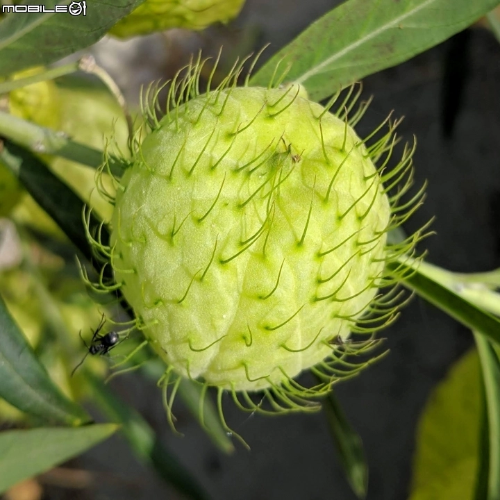 風船唐棉台南市白河區縣道165 01 05 Mobile01