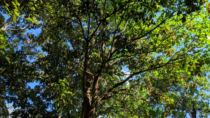 (更新) Mate 20 Pro 美照圖集 (Leica 3 鏡完全應用解析)