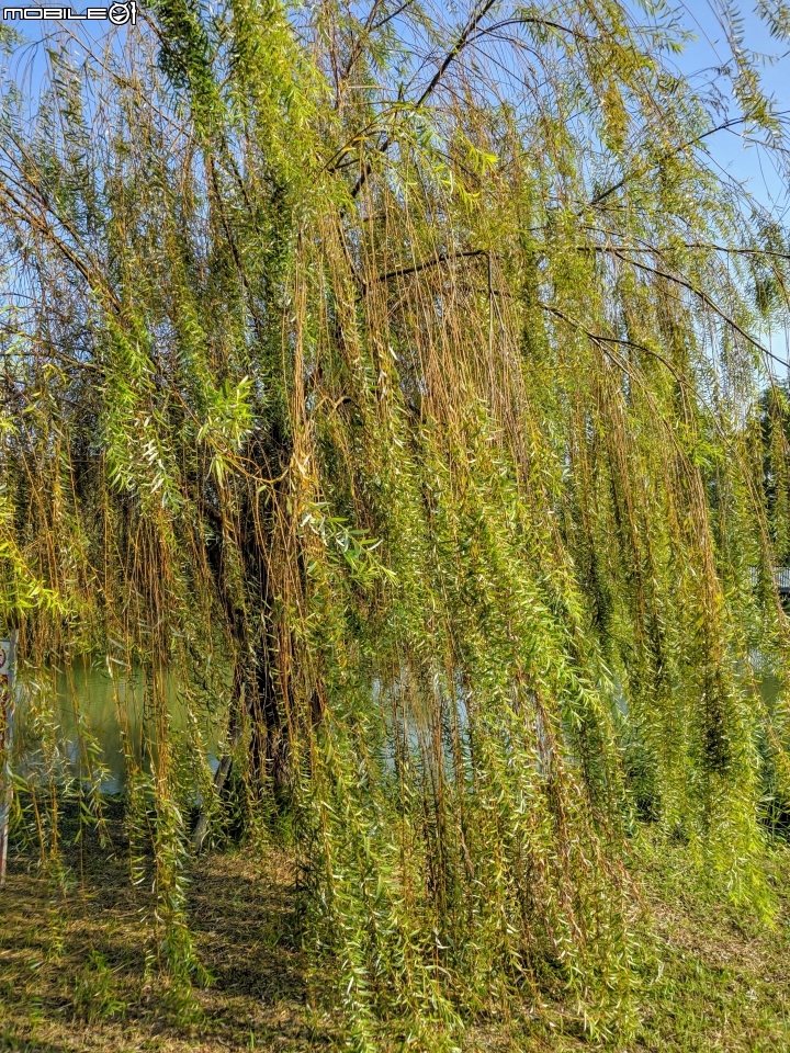 落羽松+血桐+輪傘莎草 台南市東區巴克禮公園 01/06