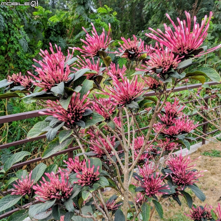 炮仗花+煙火花 台南市後壁區7-11 01/19