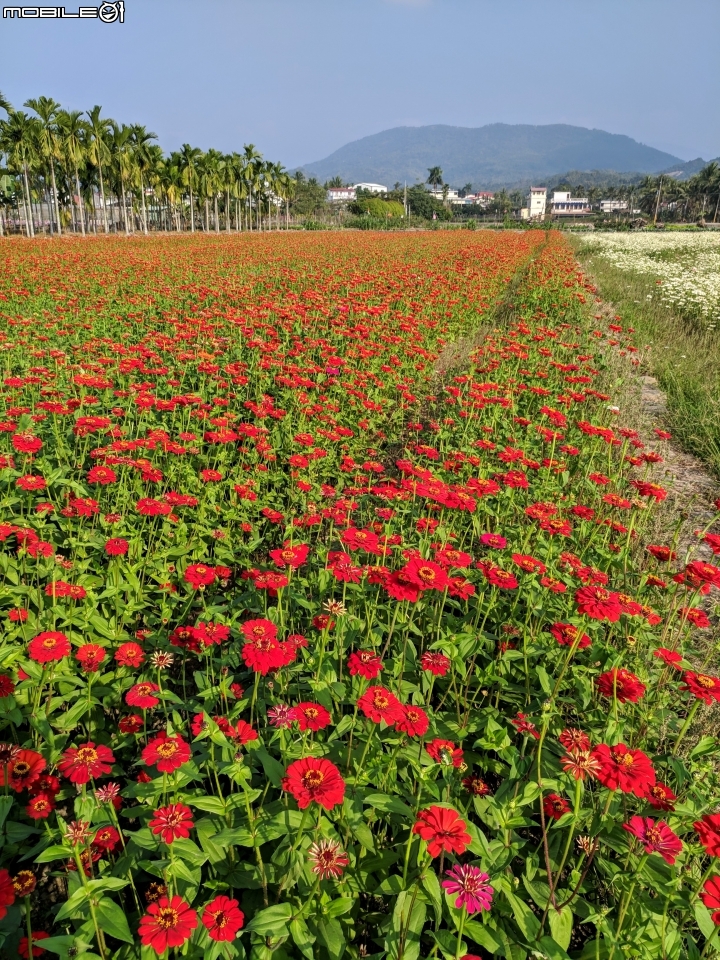 杉林花海 高雄市杉林區縣道181 01/18
