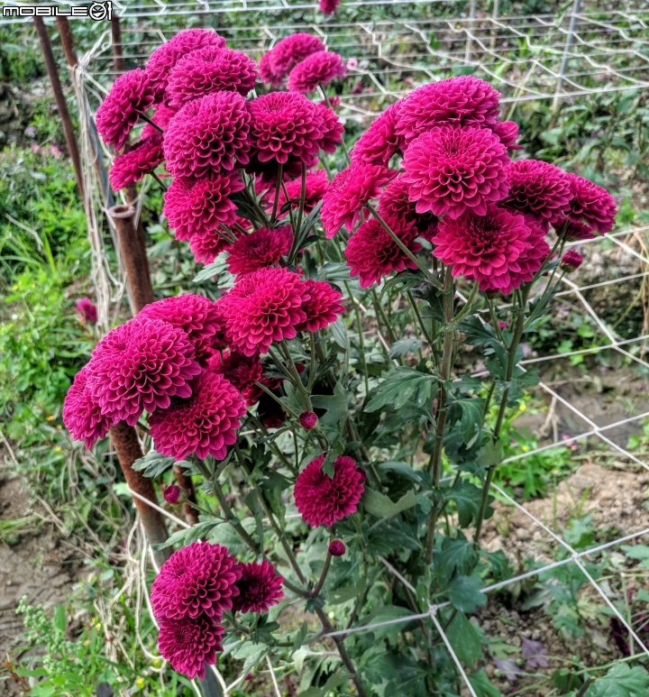 大理花田 嘉義市西區玉山路 01/27