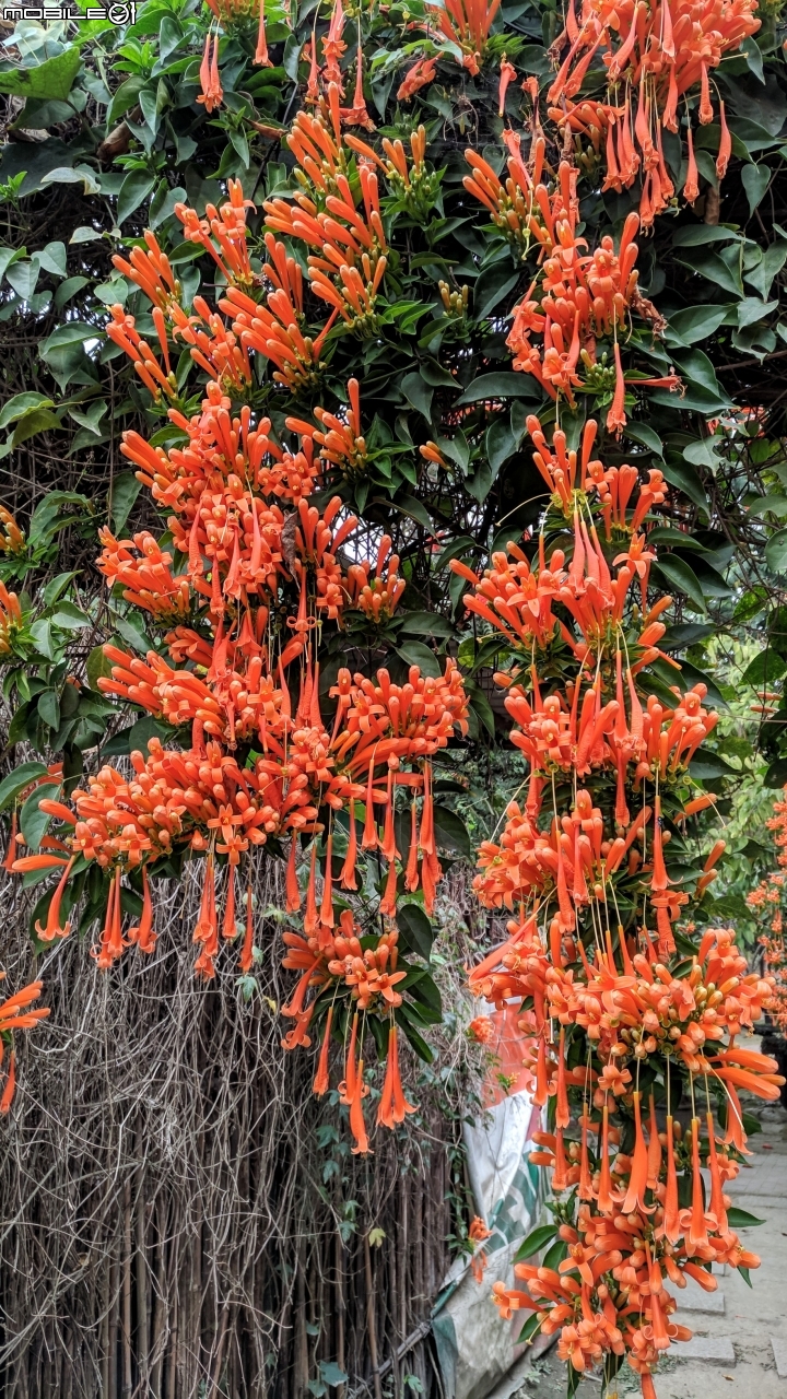 炮仗花+煙火花 台南市後壁區7-11 01/19