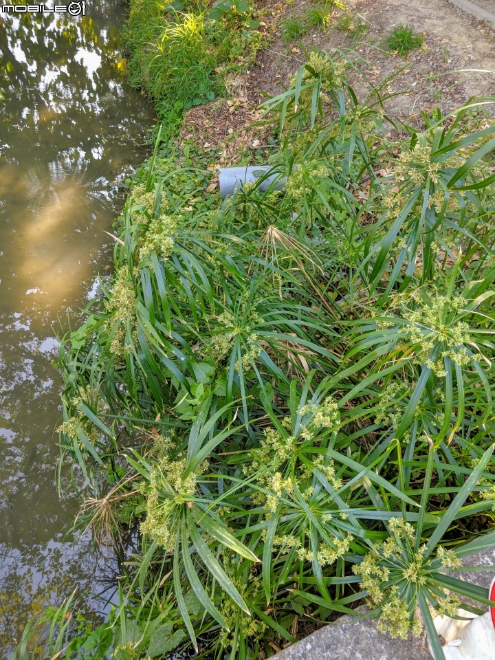 落羽松+血桐+輪傘莎草 台南市東區巴克禮公園 01/06