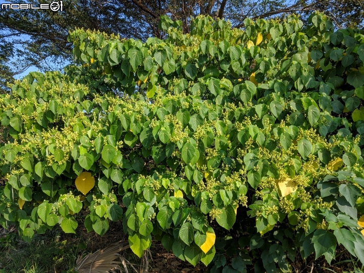 落羽松+血桐+輪傘莎草 台南市東區巴克禮公園 01/06