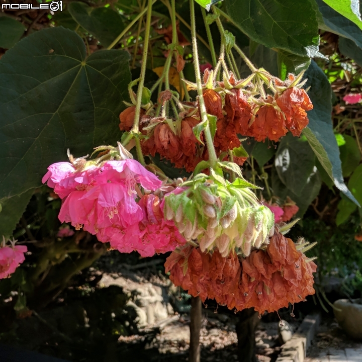 紫藤花隧道(仿真花) 台南市新化區大坑農場 01/17