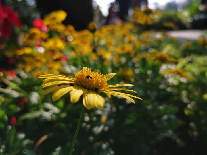(更新) Mate 20 Pro 美照圖集 (Leica 3 鏡完全應用解析)