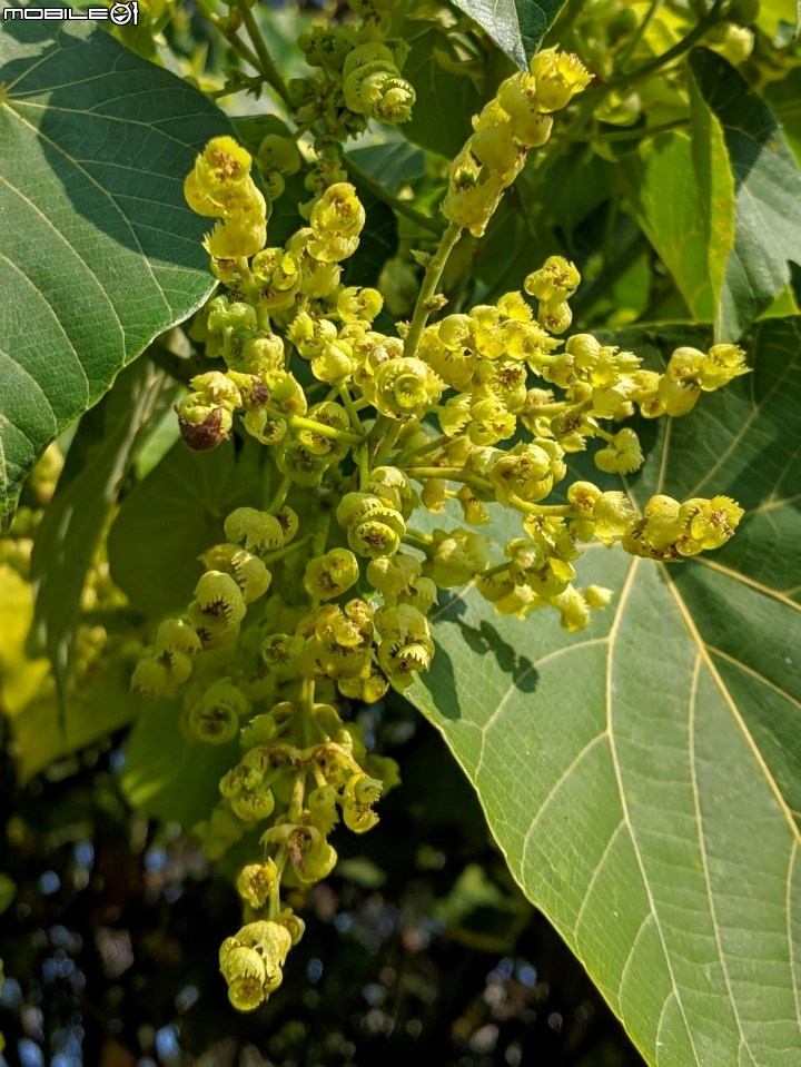 落羽松+血桐+輪傘莎草 台南市東區巴克禮公園 01/06
