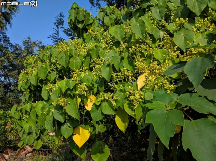 落羽松+血桐+輪傘莎草 台南市東區巴克禮公園 01/06