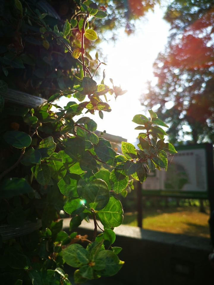 (更新) Mate 20 Pro 美照圖集 (Leica 3 鏡完全應用解析)