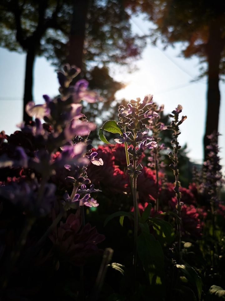 (更新) Mate 20 Pro 美照圖集 (Leica 3 鏡完全應用解析)