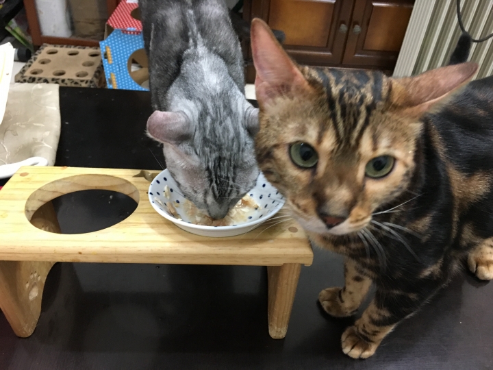 [分享] DIY 自己動手做貓鮮食