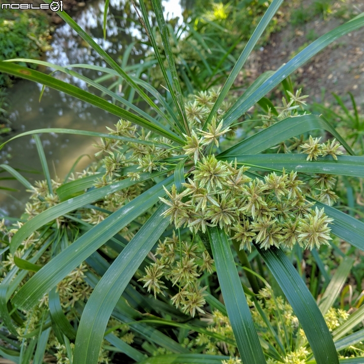 落羽松+血桐+輪傘莎草 台南市東區巴克禮公園 01/06