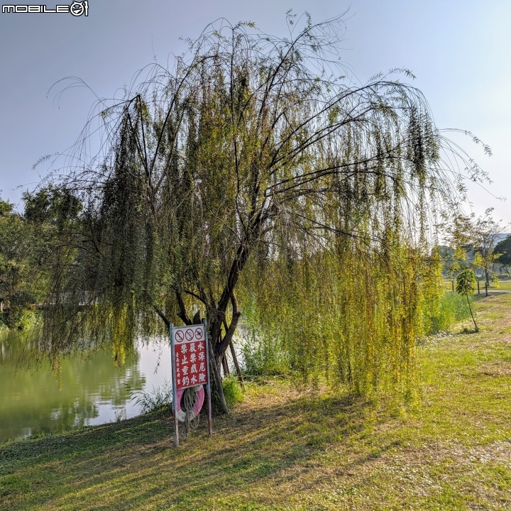 落羽松+血桐+輪傘莎草 台南市東區巴克禮公園 01/06