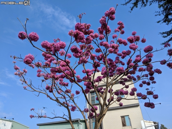 大理花田 嘉義市西區玉山路 01/12