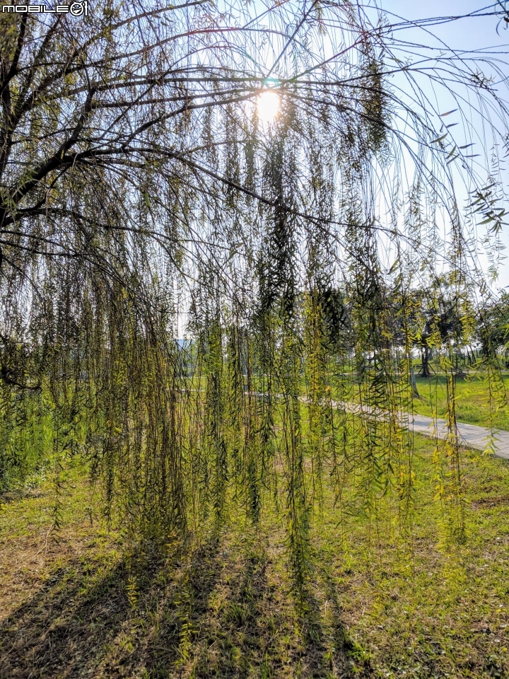 落羽松+血桐+輪傘莎草 台南市東區巴克禮公園 01/06