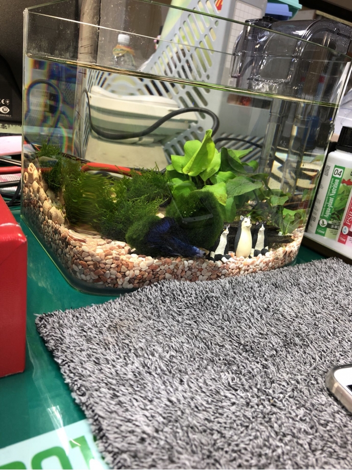 請問我的鬥魚怎麼了