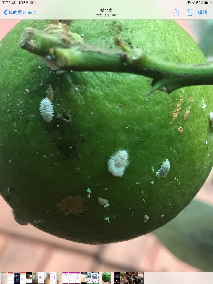 檸檬果實白點