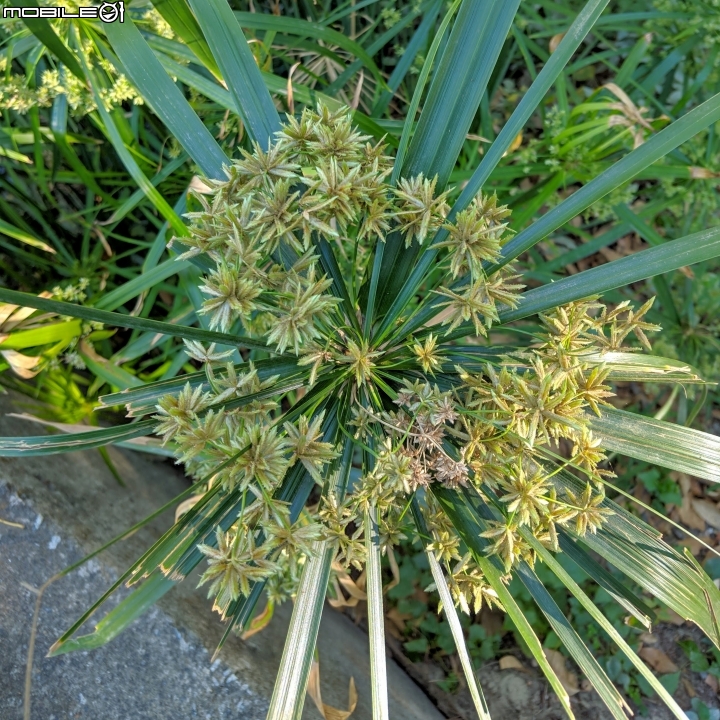 落羽松+血桐+輪傘莎草 台南市東區巴克禮公園 01/06