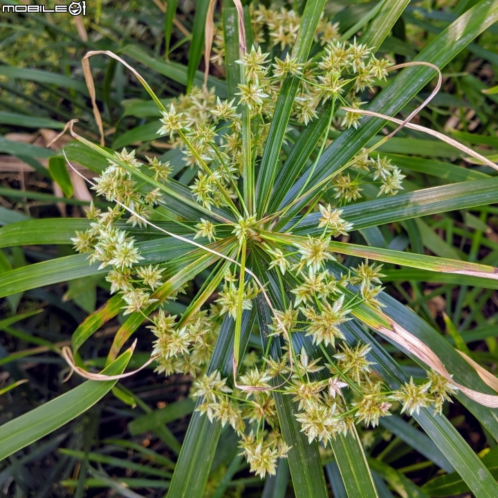 落羽松+血桐+輪傘莎草 台南市東區巴克禮公園 01/06