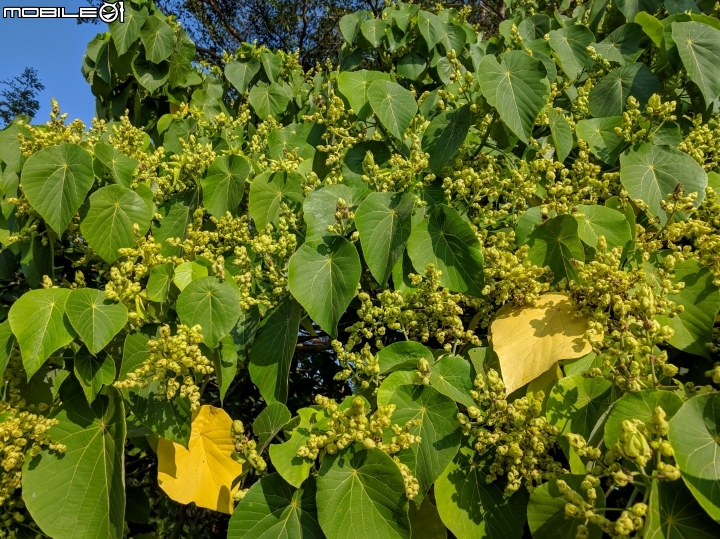 落羽松+血桐+輪傘莎草 台南市東區巴克禮公園 01/06