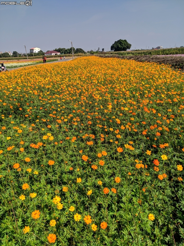 大波斯菊+百日菊 台南市鹽水區 01/13