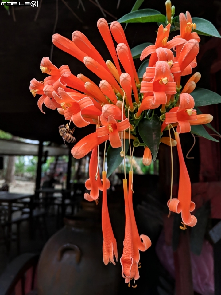 炮仗花+煙火花 台南市後壁區7-11 01/19