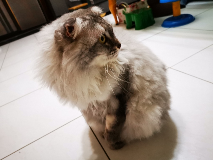 Huawei Mate 20 拍攝到點 優質影象 ~ 魔鬼藏在細節裡~