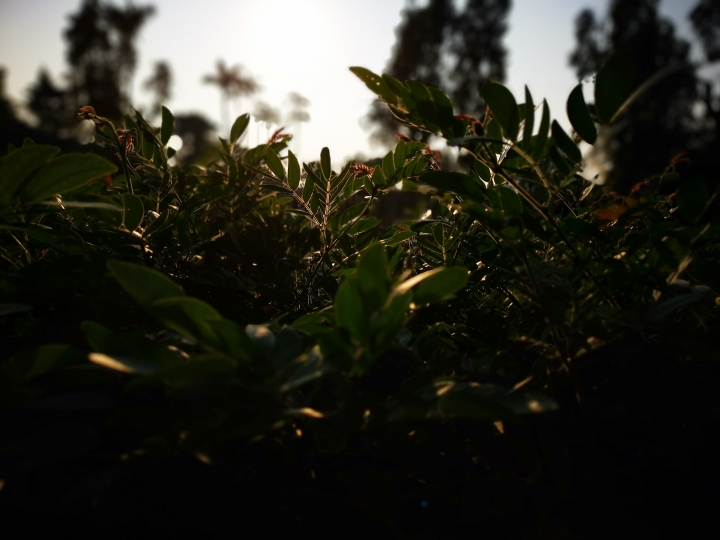 (更新) Mate 20 Pro 美照圖集 (Leica 3 鏡完全應用解析)