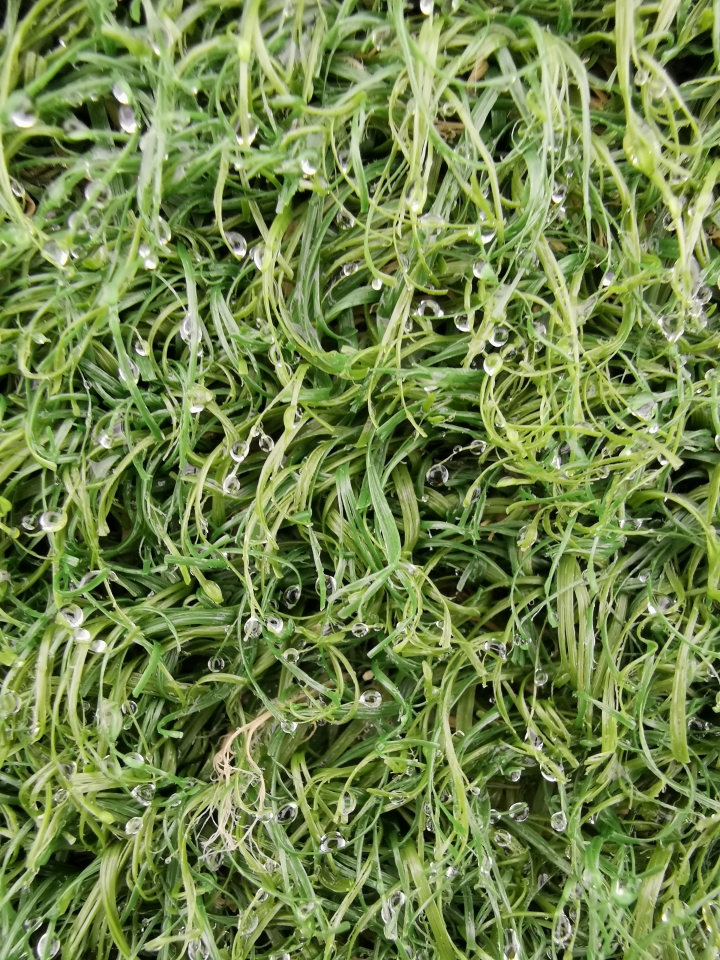 (更新) Mate 20 Pro 美照圖集 (Leica 3 鏡完全應用解析)