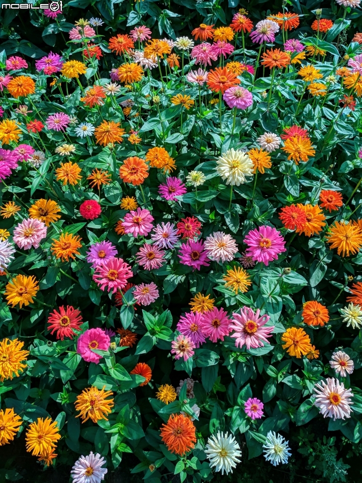 杉林花海 高雄市杉林區縣道181 01/18